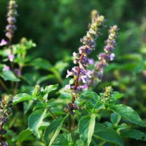 Holy Basil