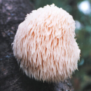 Lion's Mane