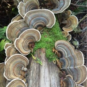 Turkey Tail